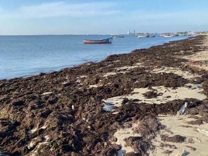 Image from: Tamil Nadu: Seaweed blankets Thoothukudi's eastern shores, "natural occurrence" says fishermen