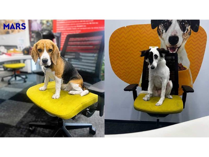 Image from: Pets Are Shaping Workplace Culture at Mars Pet Nutrition India