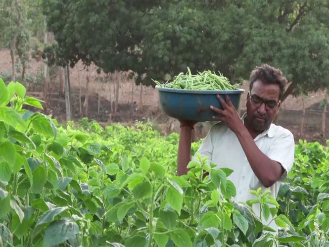 Image from: Zero cost, double profit: Gujarat's Dahod farmers see success in natural farming practices