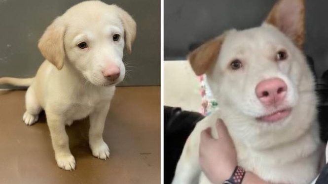 Image from: Surprised by rescue puppy's transformation, family makes wonderful decision