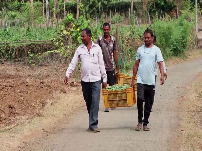 Image from: Gujarat's Mandap Scheme boosts vegetable farming, strengthens tribal livelihoods in Valsad