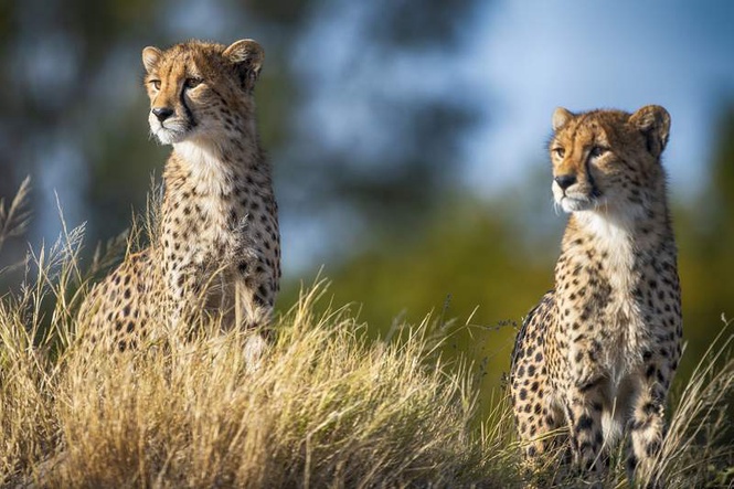 Image from: NTCA pushes rapid response teams, smart patrolling to secure India’s growing Cheetah population
