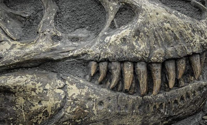 Image from: Scientists Revealed That This Dinosaur Had 500 Teeth, and Replaced Every Single One Every Two Weeks