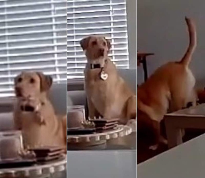 Image from: ’Smart pupper’: Watch as US pet dog narrowly escapes injury seconds before ceiling caves in