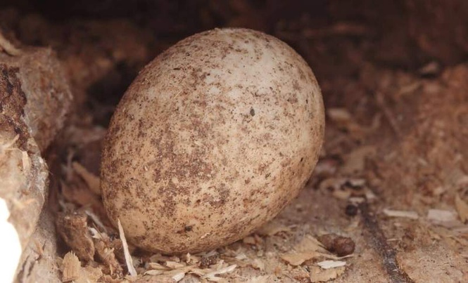 Image from: Scientists Found a 15-Million-Year-Old Record of Earth’s Atmosphere Hidden Inside Giant Bird Eggshells