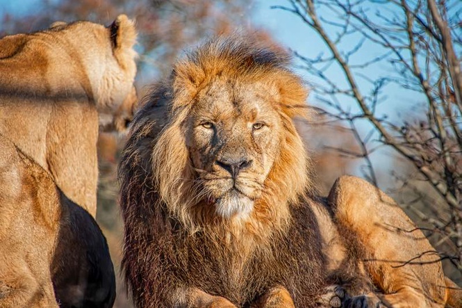 Image from: Human-lion conflict: 30 lions captured from forests in Gujarat in one month