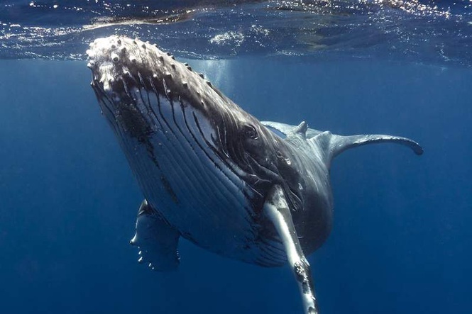Image from: Do whales fart?