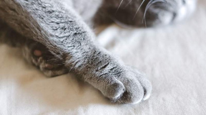 Image from: Incredible 100-mile journey of French cat found nine months after disappearance