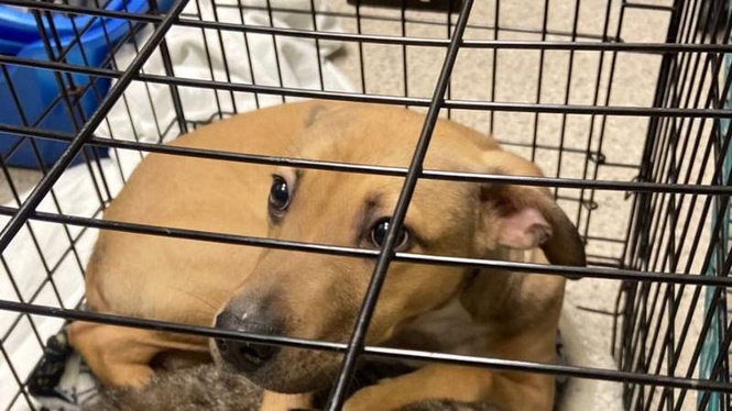 Image from: Abandoned in a heatwave, dog's gesture to his cat friend brings viewers to tears