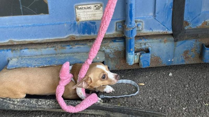 Image from: Tied to a bin in 37°C heat: the sad fate of a Chihuahua abandoned without a drop of water