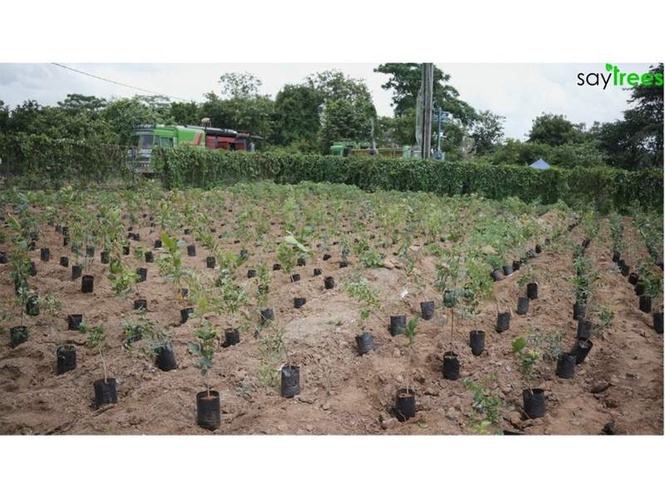 Image from: SayTrees Marks 10 Years of Ecological Restoration with Guinness World Record Plantation Drive in Partnership with BDA