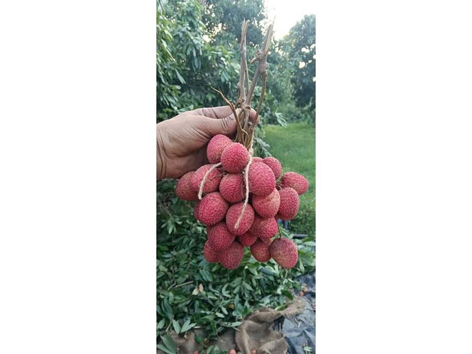 Image from: Piyush Goyal hails export of Punjab’s first Litchi consignments to Oman