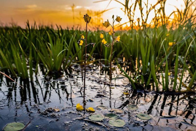 Image from: Seaweeds are not plants – and six other surprising facts about aquatic flora