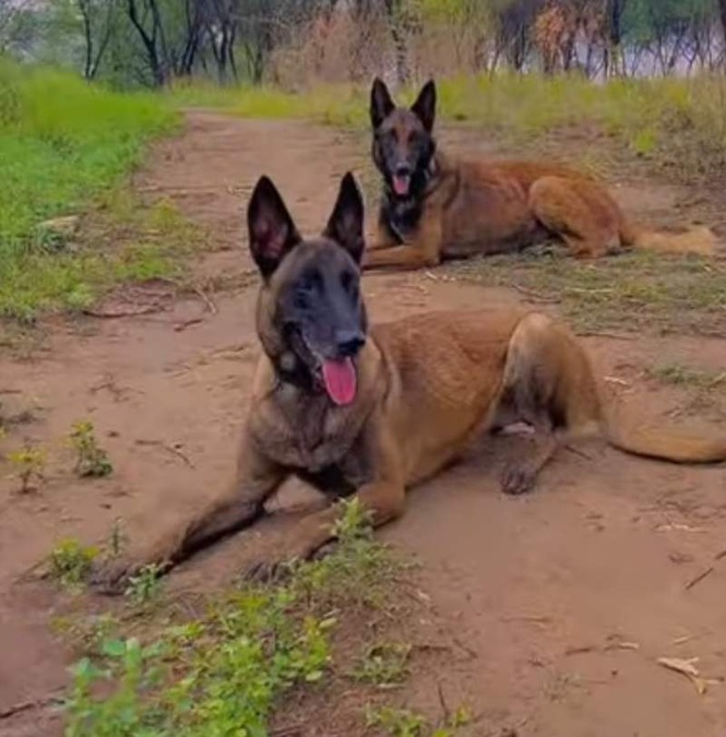 Image from: Trained in Dera Bassi, canines set to be deployed in Namibia