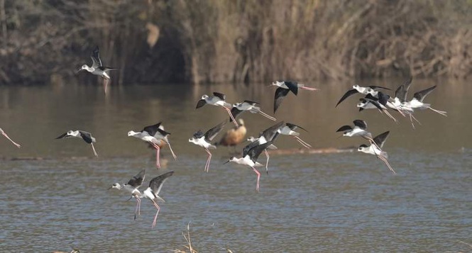 Image from: Take measures to improve migratory bird habitat quality at Sukhna: Kataria