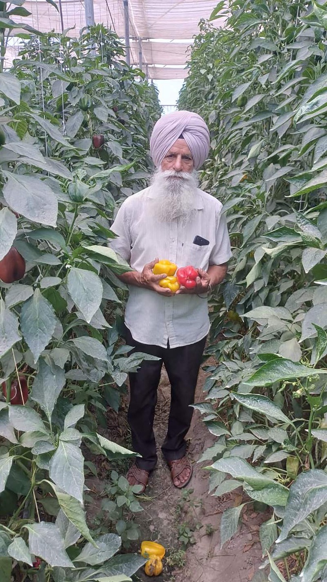 Image from: Sultanpur Lodhi farmer reaps rich rewards from polyhouse farming