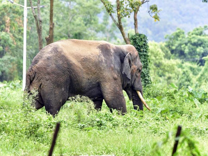 Image from: Assam: Forest Department-Aaranyak efforts lead to decline in human deaths in Lakhipur human-elephant conflict hotspot