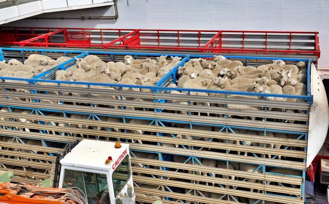 Image from: Valley’s mutton crisis ends: Punjab govt revokes 4% tax on vehicles transporting livestock