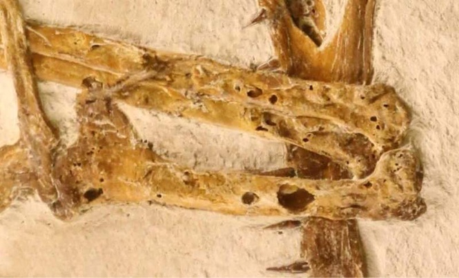 Image from: Scientists Found a Rare Fossil Hidden in German Limestone, It Revealed a New Species That Flew 150 Million Years Ago