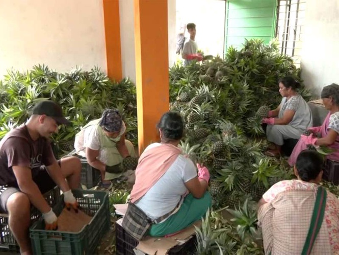 Image from: Meghalaya's Jirang FPC revenue surges to Rs 1.17 crore as women farmers take GI-tagged agro products global