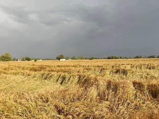 Image from: Chhattisgarh govt urges for short-duration crops amid El Nino fear