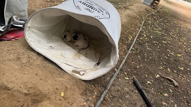 Image from: Mother dog found protecting distressed puppies in laundry basket