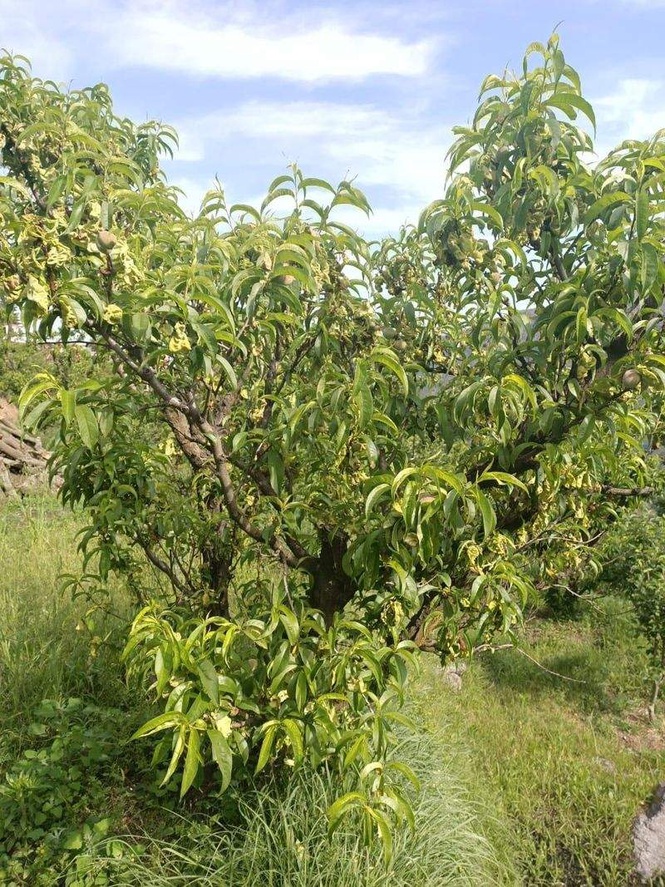 Image from: Ladakh ideal for off-season cultivation of high-quality peaches, DRDO study shows