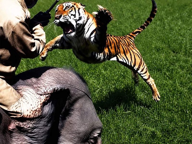 Image from: Assam Forest Minister pays tribute to Kaziranga's legendary patrol elephant Joymala, recalls iconic tiger encounter