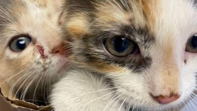 Image from: Man finds two kittens in garden: his quick thinking changes their lives forever