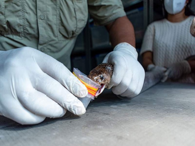 Image from: Gujarat moves closer to region-specific anti-venom as Snake Research Institute hands over Venom for production