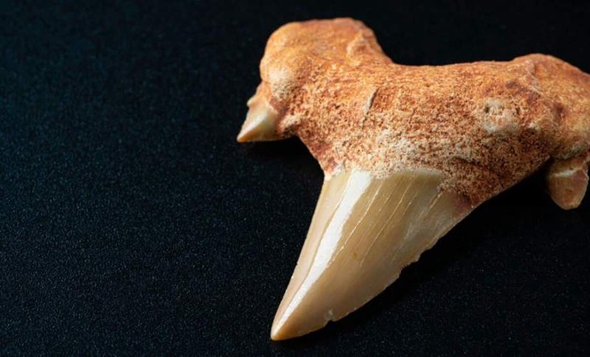 Image from: Scientists Studied 200 Fossil Teeth and Finally Revealed What Happened to Mammals During the First 10 Million Years After the Dinosaur Extinction