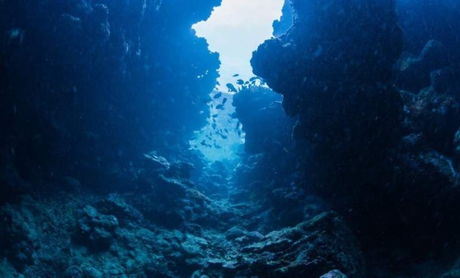 Image from: A Two-Week Expedition Off Brazil Uncovered 31 Marine Species That Had Never Been Described Before