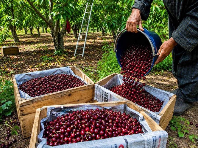 Image from: APEDA facilitates first export of J&K Areko cherries, Scentrose plums to UAE