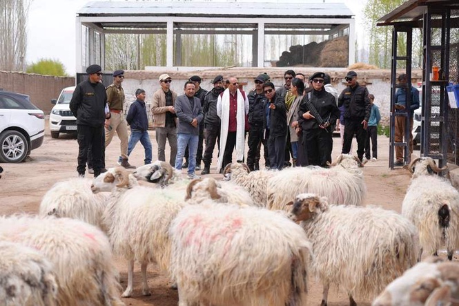 Image from: Ladakh admn aims to double Pashmina goat population in 3 years