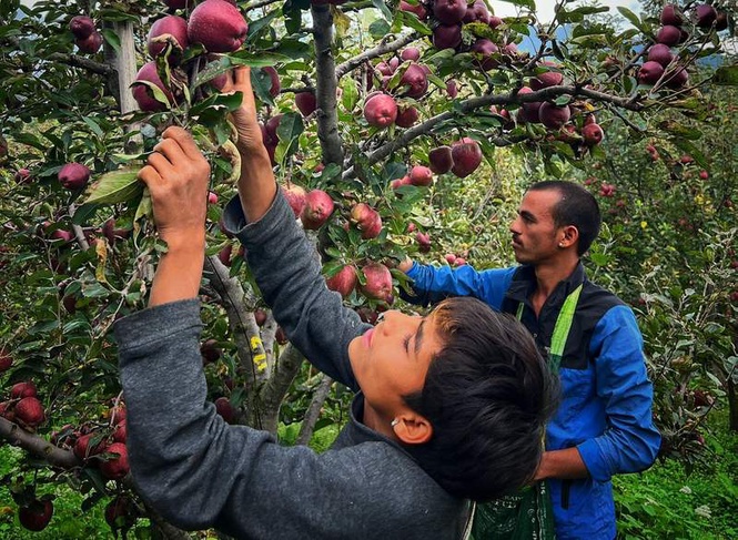 Image from: Climate change hits Himachal’s Rs 5,000 crore apple economy; 2026 production to fall 40 per cent