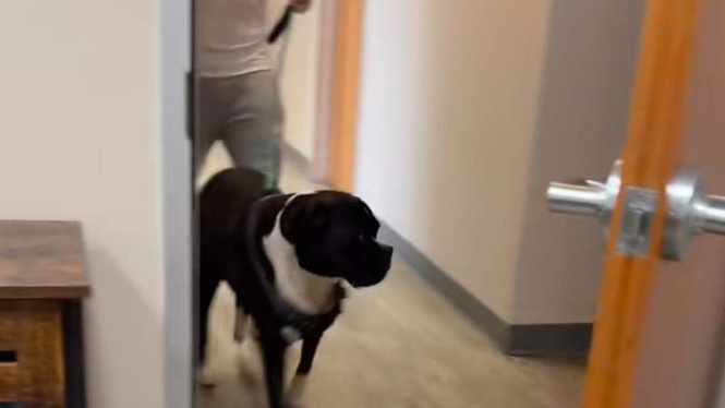 Image from: Dog visits sister to say goodbye, leaving viewers in tears
