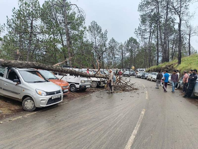 Image from: Avoid parking vehicles near dry or weak roadside trees during rain, strong winds: Himachal Police after dry tree fell over cars in Shimla