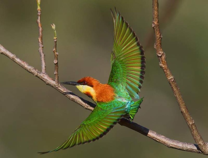 Image from: Avid twitcher