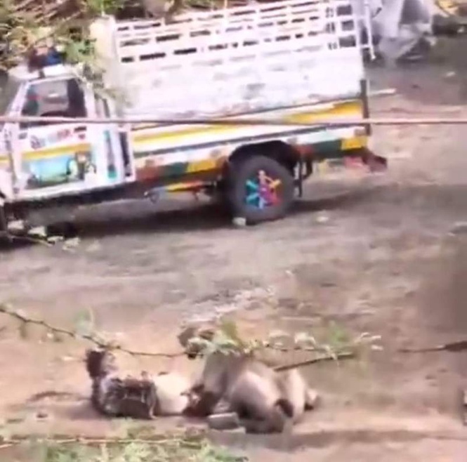 Image from: Lion refuses to let go of Gujarat man in terrifying encounter; watch chilling video