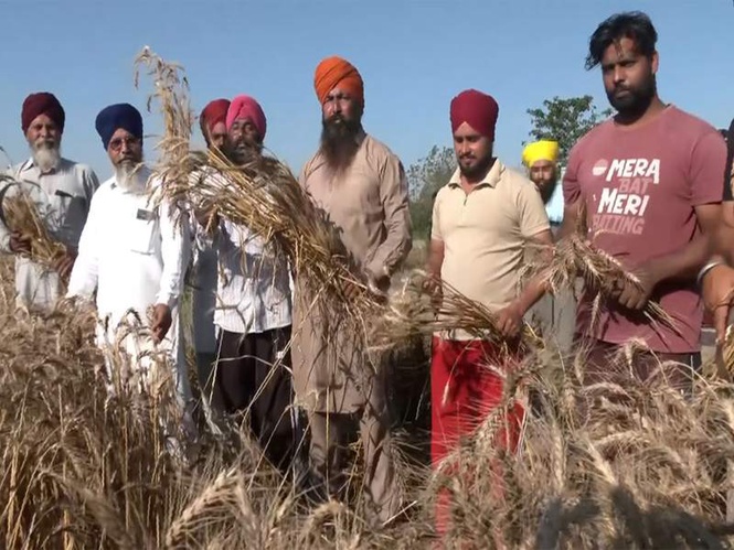Image from: Punjab farmers celebrate Vaisakhi with enthusiasm, harvesting wheat