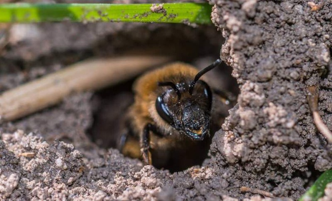 Image from: Scientists Just Found Over 5.6 Million Bees Living Under a New York Cemetery, One of the Largest Bee Colonies Ever Recorded