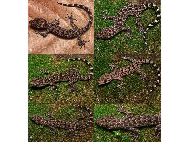 Image from: New Gecko species Cyrtodactylus Jayadityai discovered in Northeast India