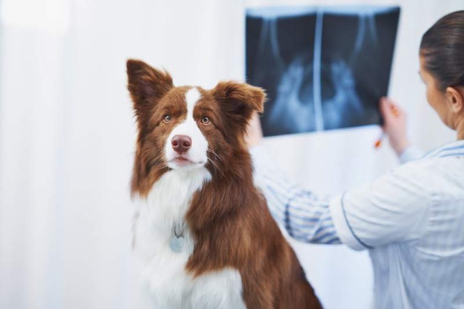 Image from: The problem with vet bills – a dog-owning economist explains