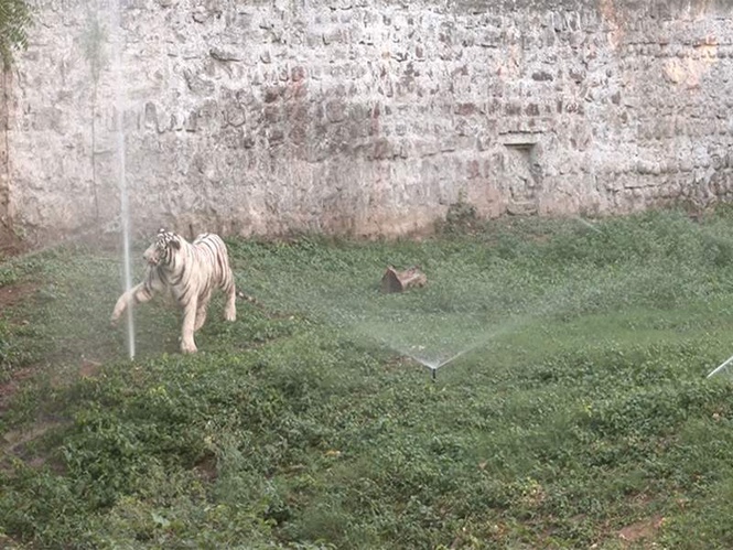Image from: MP: Special arrangements made at Gwalior Zoo to protect wildlife from rising heat