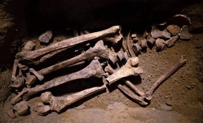 Image from: For Decades, Scientists Believed These Ancient Fossils Found in Japan Were Human, But They Are Not