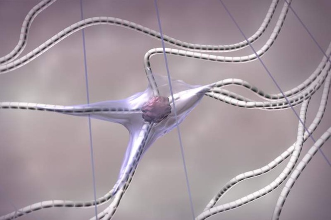 Image from: Does menopause cause a ‘collagen cliff’? What you need to know