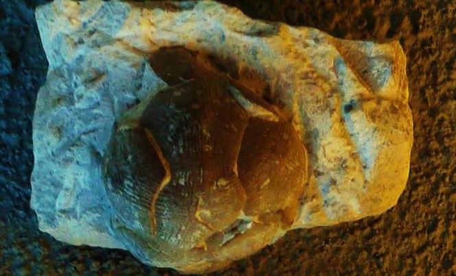 Image from: Scientists Found a Perfect and Strange Ball Structure Inside 80-Million-Year-Old Fossils That Shouldn’t Exist