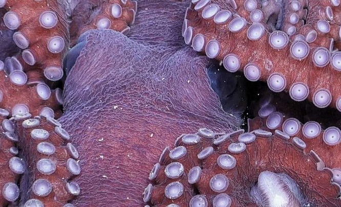 Image from: After a Giant Iceberg Broke Away, Scientists Found a Long-Sealed Marine World Under Antarctica
