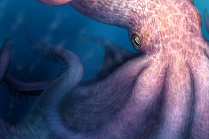 Image from: Were enormous octopuses apex predators in ancient oceans?