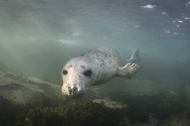 Image from: The UK’s ocean health report card is damning, and protected areas aren’t enough